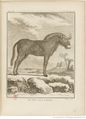 Buffon Hist Nat E.O. Tome 35 f133.jpg