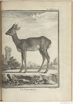 Buffon Hist Nat E.O. Tome 6 f313.jpg