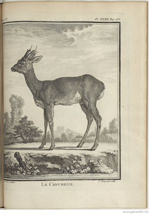 Buffon Hist Nat E.O. Tome 6 f313.jpg