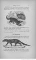 Buffon illustré de la jeunesse - 1893 Gallica page f91.jpg