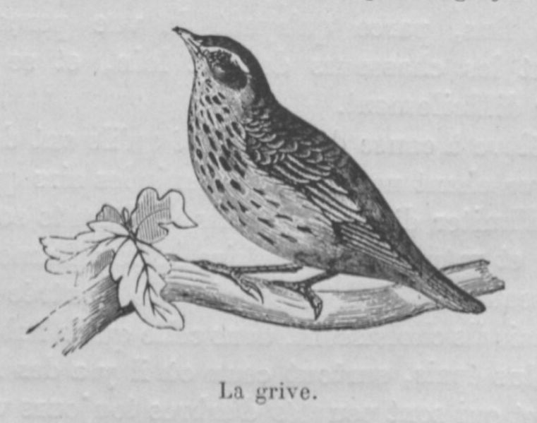 Fichier:Grive Buffon jeunesse.jpg