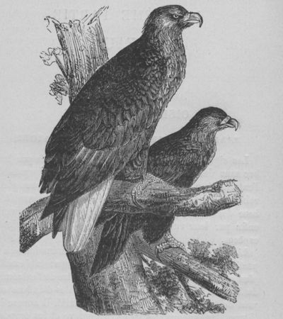 Aigle Buffon jeunesse.jpg