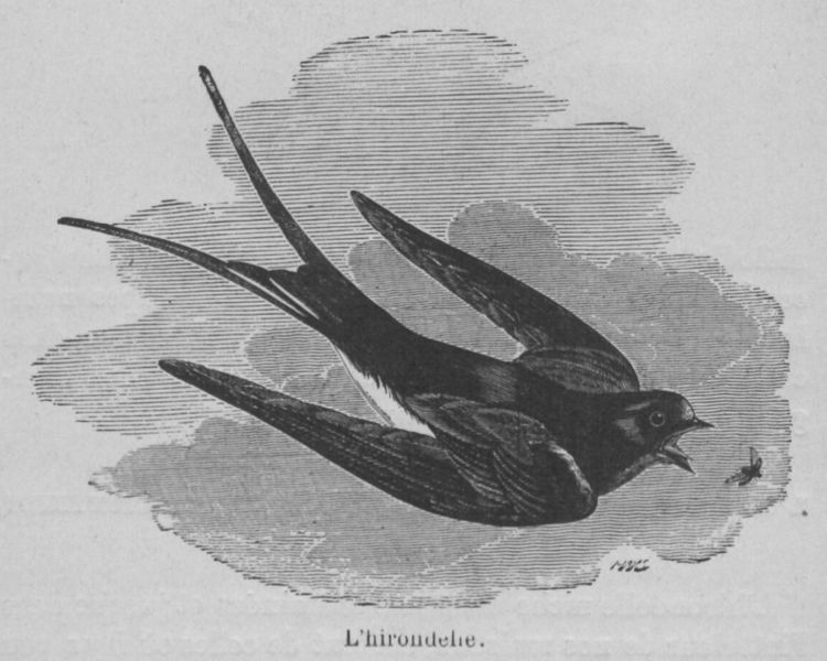 Fichier:Hirondelle Buffon jeunesse.jpg