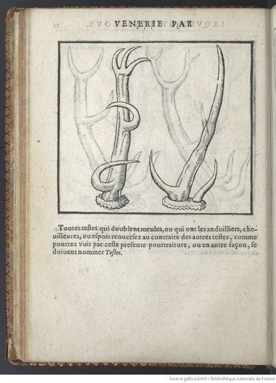 Vénerie (1614) Du Fouilloux, pages 58.jpg