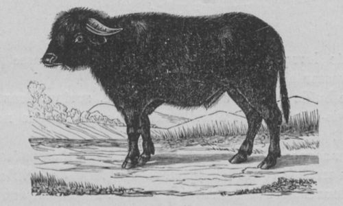 Buffon illustré de la jeunesse - 1893 Gallica image page f111.jpg