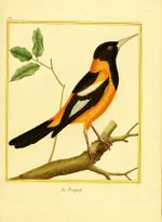 Planches enluminées Buffon oiseaux BHL T6 p 71.jpg