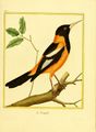 Planches enluminées Buffon oiseaux BHL T6 p 71.jpg