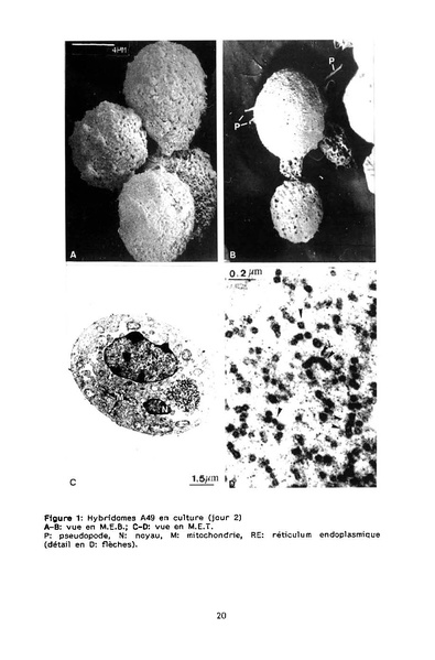 Fichier:ALS 1995 34 1.pdf