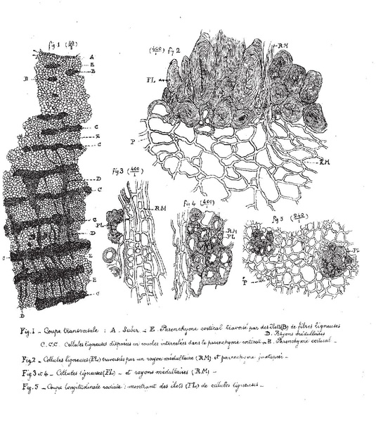 Fichier:ALS 1876 2 4.pdf