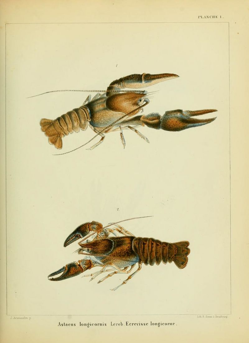 ALS Mémoires 1858 page 223.jpg