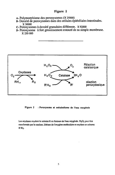 Fichier:ALS 1992 31 1.pdf