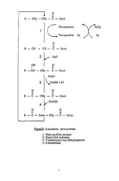 Fichier:ALS 1992 31 1.pdf
