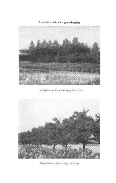 Fichier:ALS 1955 4.pdf