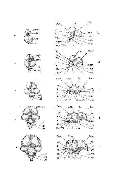 Fichier:ALS 1962 4.pdf