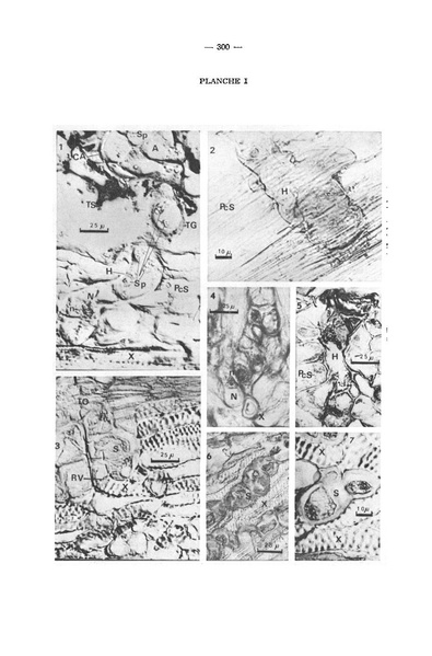 Fichier:ALS 1974 13 4.pdf