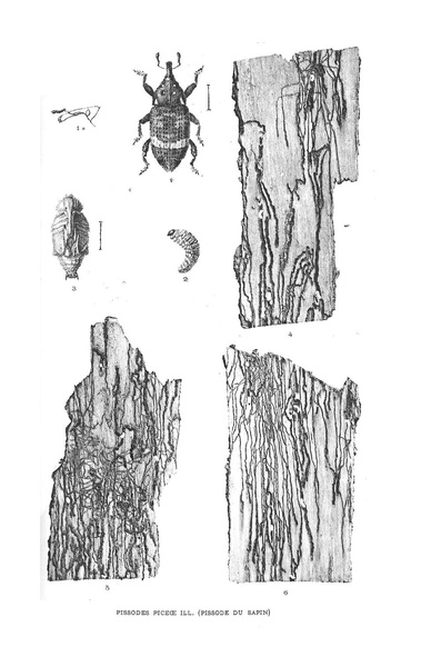 Fichier:ALS 1905 6.pdf