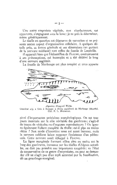 Fichier:ALS 1954 1-4.pdf