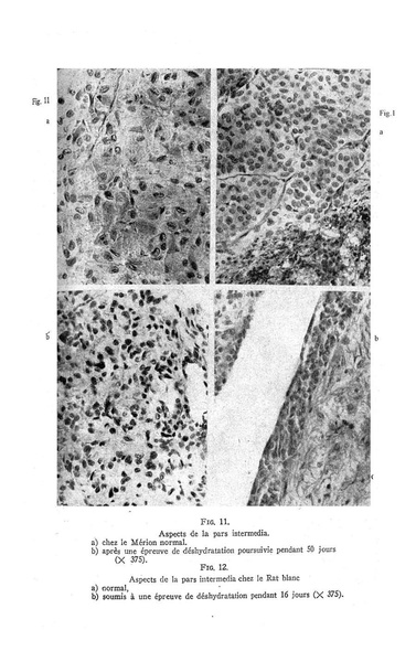 Fichier:ALS 1961 4.pdf