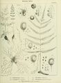 ALS Mémoires 1858 page 165.jpg