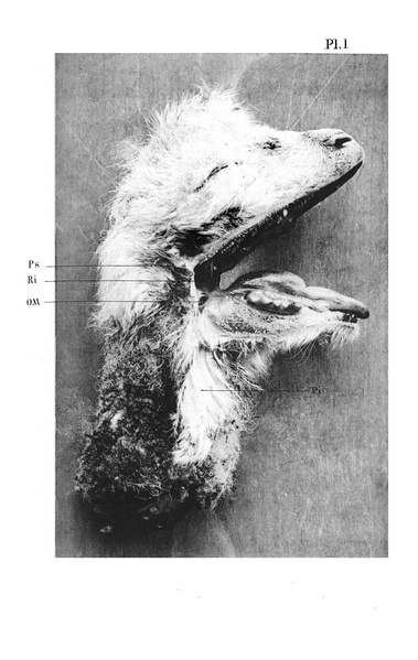 Fichier:ALS 1889 10 23.pdf