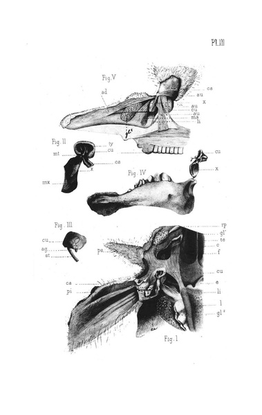 Fichier:ALS 1889 10 23.pdf