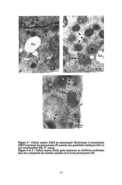 Fichier:ALS 1995 34 2.pdf