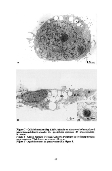 Fichier:ALS 1995 34 2.pdf