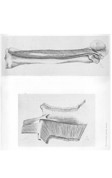 Fichier:ALS 1887 9 21.pdf