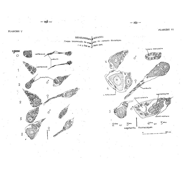 Fichier:ALS 1958 4.pdf