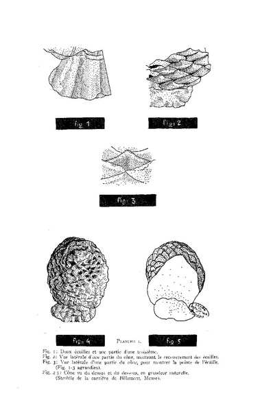 Fichier:ALS 1958 4.pdf