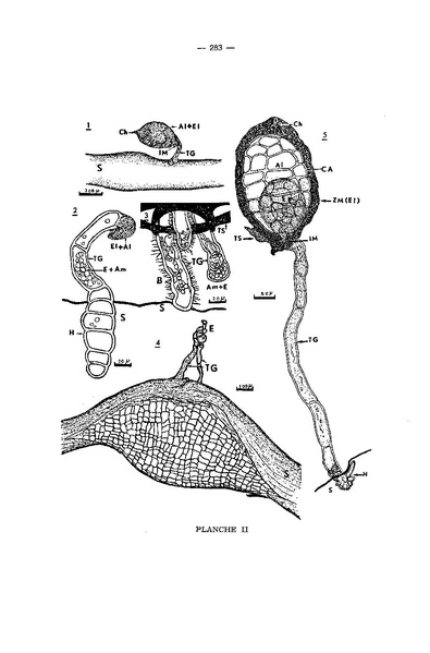 Fichier:ALS 1973 12 4.pdf