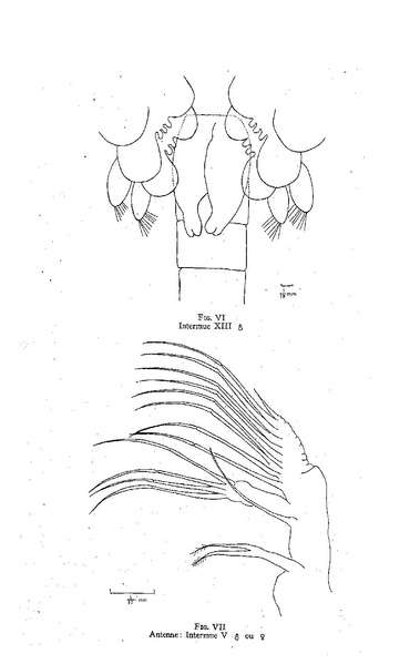 Fichier:ALS 1959 2.pdf
