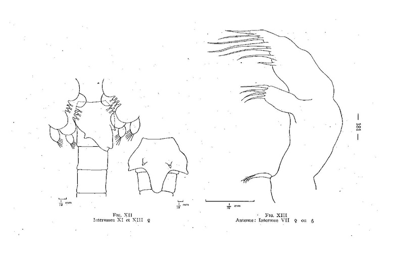 Fichier:ALS 1959 2.pdf
