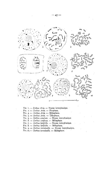 Fichier:ALS 1951 2-4.pdf