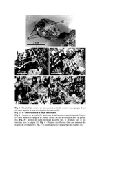 page suivante →