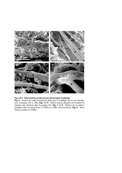 Fichier:ALS 2001 40 4.pdf