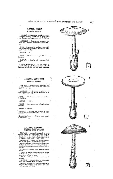 Fichier:ALS 1929 1.pdf