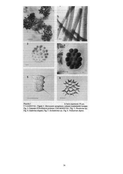 Fichier:ALS 2001 3.pdf