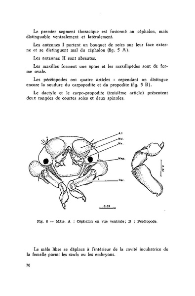 Fichier:ALS 1981 20 3.pdf