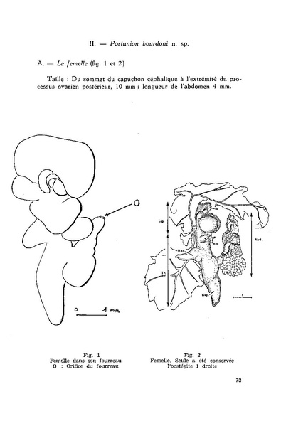 Fichier:ALS 1981 20 3.pdf