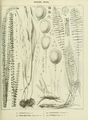 ALS Mémoires 1858 page 133.jpg