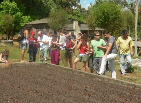 Les petits producteurs font la cueillette et la production dans leur propriété.  http://confins.revues.org/docannexe/image/10749/img-15.jpg