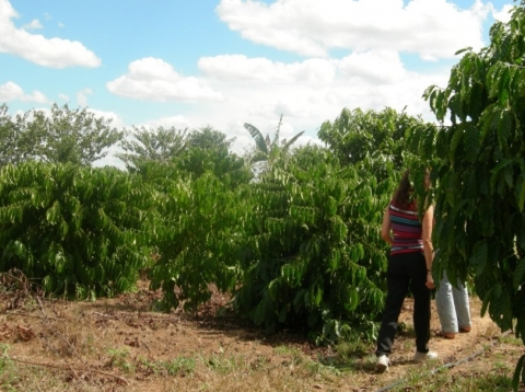 Système agroforestier: guaraná et café. Juína/Mato Grosso. 2009.  http://confins.revues.org/docannexe/image/10749/img-13.jpg