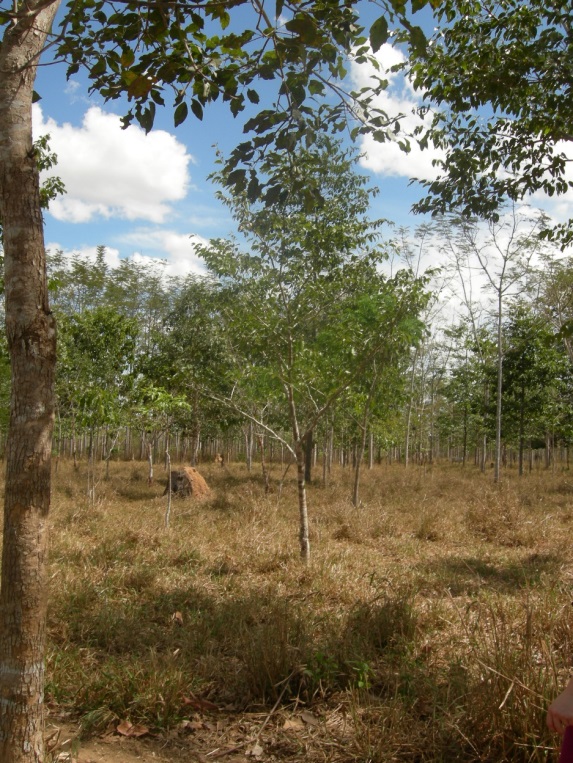 Système sylvo-pastoral: teck et pâturage. Juína/Mato Grosso. 2009.  http://confins.revues.org/docannexe/image/10749/img-14.jpg