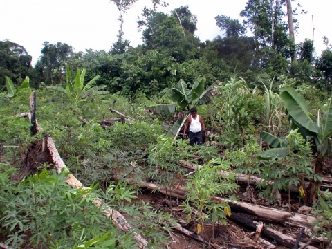 Roça près de São Gabriel da Cachoeira. Rondônia  http://confins.revues.org/docannexe/image/10749/img-12.jpg