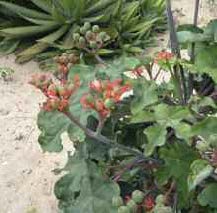 Thery-Girault-Biocarburants Page 6 Image 0001.jpg