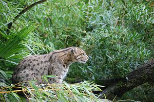 Chat_pecheur_zoo_Pessac