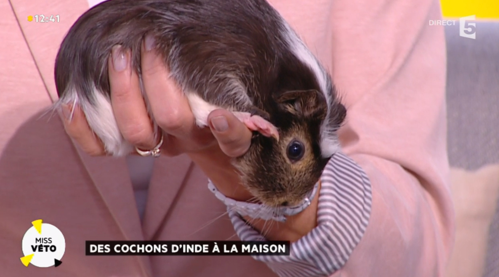 Cochon-dinde.jpg