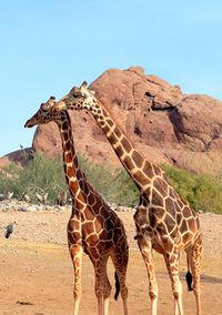 Girafe réticulée.jpg