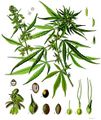 Cannabis Sativa L.jpg